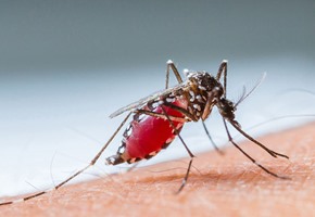 World Mosquito Day: how to avoid a mosquito bite