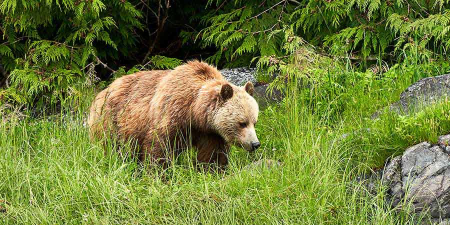 Grizzly Bear Grizzly Bear